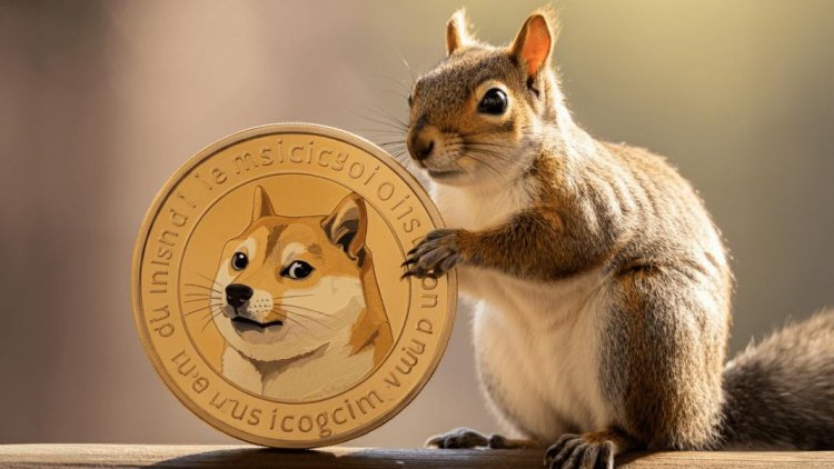 PNUT, Dogecoin Tăng Trưởng Sau Khi Bitcoin Chạm Đỉnh Lịch Sử - Catslap Có Phải "Quân Át Chủ" Meme Coin Cho 2025?