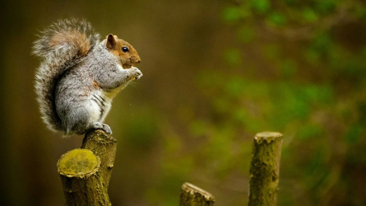 Peanut the Squirrel Owner Launches Legal Battle Over PNUT Meme Coin